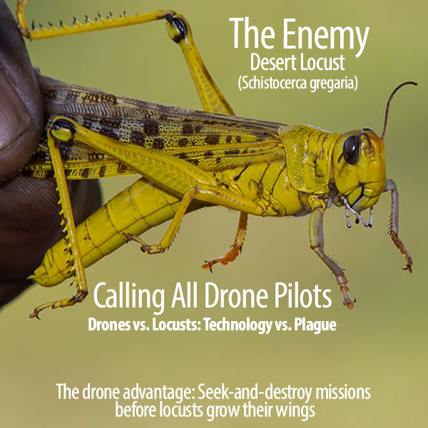 locusts2025-600 locusts2025-600